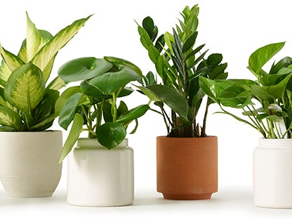 8 Common House Plants