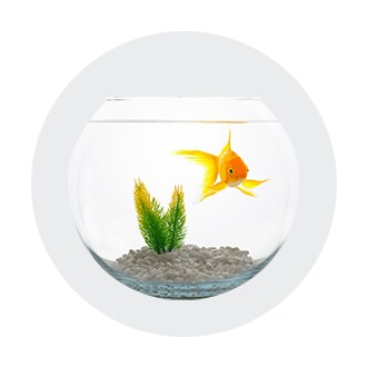 Aquarium Needs