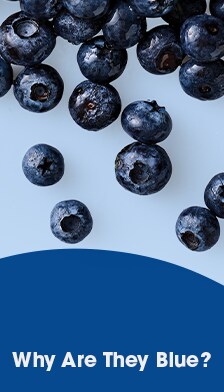 Why Are Blueberries Blue?