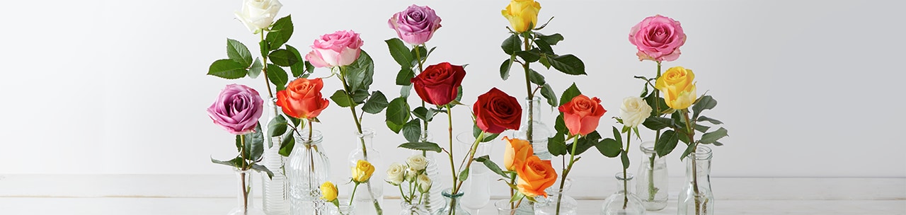 Rose Colors and Their Meanings