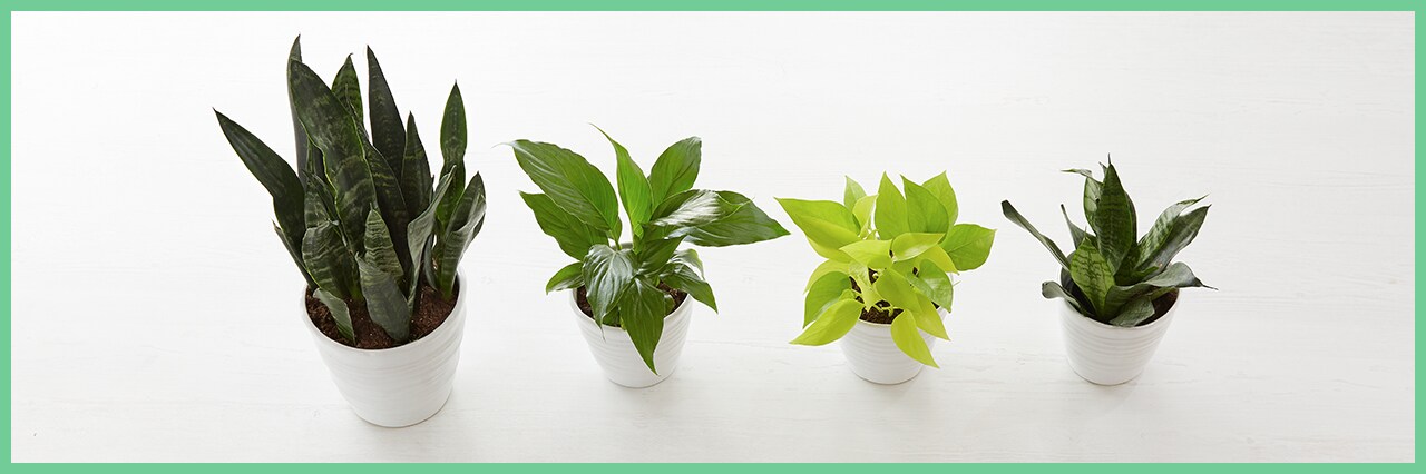 How to Propagate Houseplants How to Propagate Houseplants